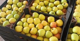 Venderé manzanas Mutsu Ligol Rubin Spartan Gloster Golden Melrose.