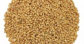 Compraré frijoles, lino (marrón, dorado), sorgo, mijo. - lino