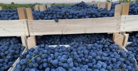 Venta de varias variedades de uva en toda Europa