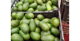 Estilo ...Tipo fresco...AGUACATE Tipo de producto...Variedad de fruta tropical