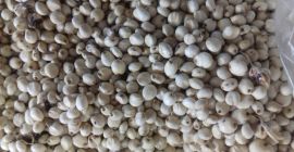 Sorgo ROJO - 200 toneladas métricas. Sorgo Blanco -