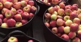 Manzanas Florina a la Manzanas Florina a la venta! ¡Tenemos 5 toneladas! 2