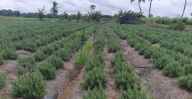 Actualmente producimos romero y somos capaces de entregar de