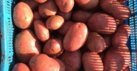 La patata roja a la venta es apta para