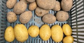 Venderé cantidades de camiones de papas. Variedades amarillas y
