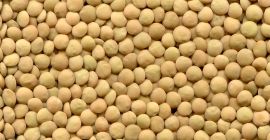 El grupo de empresas ExportGrain exporta lentejas verdes, origen