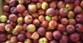 Ulo. El precio de las manzanas es bueno.