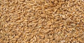 Vendo alrededor de 38-40 toneladas de trigo de panadería