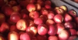 Estoy vendiendo manzanas de consumo al precio del fabricante.