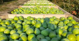 Todas las manzanas son de calidad 1.