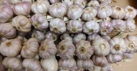 Hola. Vendo ajo polaco Harnaś. El ajo está en