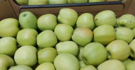 Hola. Venderé grandes cantidades de manzanas de diferentes variedades.