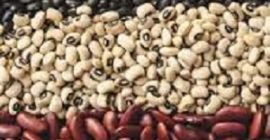 Frijoles. Entrega al por mayor. Ofrecemos entregas al por