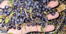 arándano (blueberry) silvestre ultracongelado IQF sin limpieza, es posible