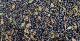 arándano (arándano) congelado rápidamente IQF. Sin limpieza (original). Es