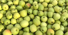 Venderé un Golden 7+ Sam está preparando