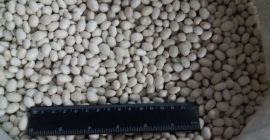 Vendemos frijoles de diferentes variedades en grandes volúmenes. Todos