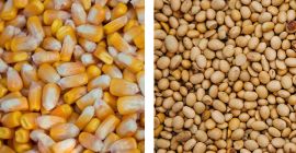 Compramos maiz, soya compro mayoreo, soya mayoreo pequeño, maiz.