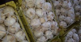 600 toneladas de ajo de primera para exportación Ajo