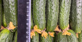 Venta de pepino molido (My Lato - Rusia), hasta