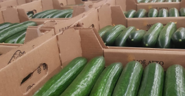 Pepino de invernadero (Mi empresa de verano - Rusia)