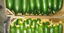 Pepino de invernadero a la venta (empresa Gorkunov-Rusia). Entregas