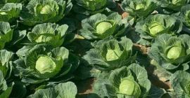 repollo blanco fresco