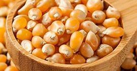 OGM y no OGM Maíz amarillo Grado A Origen: