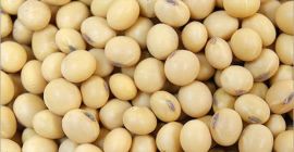 Soja GMO y No GMO Grado A Origen :Brasil
