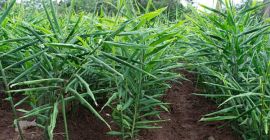 Djoy And Sons Agro Service Una de las mayores