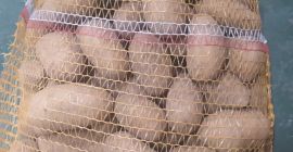 Venderé patatas de mesa con investigación fitosanitaria para Ucrania