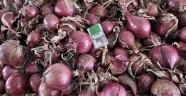 Variedad: Carmen Calibre: 4-8 cm