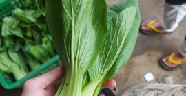 Producimos varios tipos de vegetales. Como tomates, bok choy,