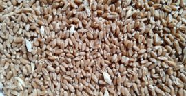 Tenemos trigo de molienda en Stock, proteín 12,5% HLW