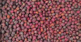 Venderé bayas de espino secas, alrededor de 3 toneladas,