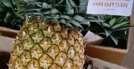 La mejor piña de Camerún. Suministramos piña fresca y