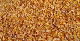 Venta de soja 50-60 toneladas 2,8 lei kg Granos