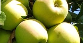 Manzanas golden, idared, maribel, gran calidad.