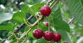 Estableceré cooperación con los productores de cerezas.