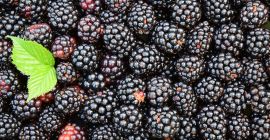 Compraré moras para exportación, pago en efectivo