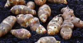 Topinambur- Alcachofa de Jerusalén directamente del campo. Ecológico, sin