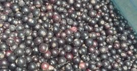 Ofrezco grosella negra congelada, envases de cartón de 10