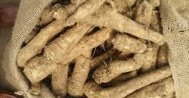 en la temporada 2022, suministramos raíces de rábano picante