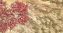 Vid injertada diversas variedades de mesa y vino. Mesa: