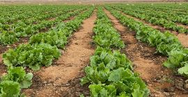 Lechuga iceberg fresca de alta calidad