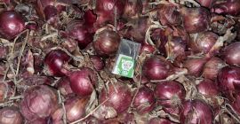 variedad: carmen calibre: 4-8 cm