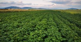 Vendo papa y semillas Vendo papa y semillas de SANTE y Belaroza en