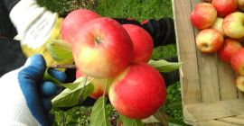 Compraré manzanas Rubinola 7+ en palet o en paquetes,