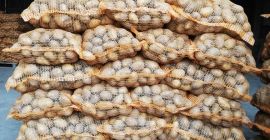 Ofrezco unas 40 toneladas de patatas. Daré más información