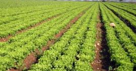 Ensalada de más de 1 kg 0,60 E en